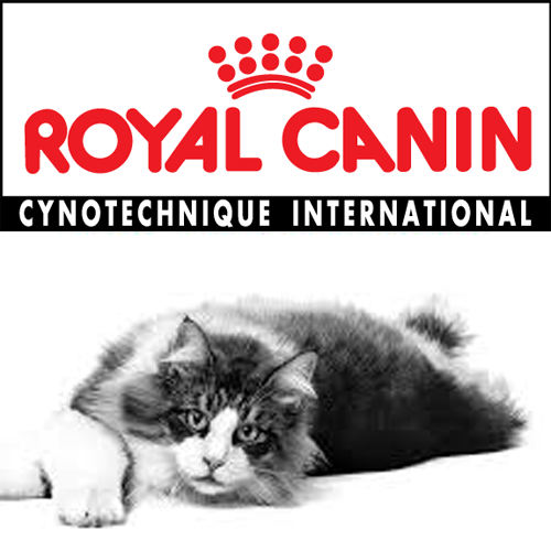 خرید و قیمت بهترین غذا خشک گربه رویال کنین